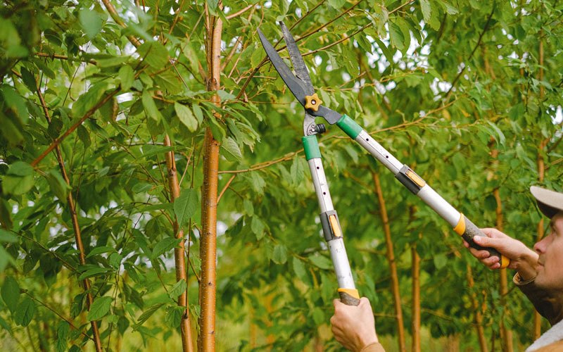Tree trimming in Prairie Du Sac, WI