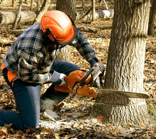 Tree Removal in Prairie Du Sac, WI
